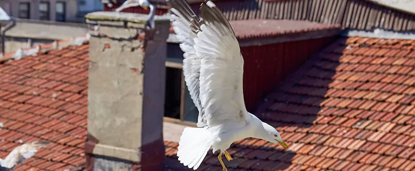 Residential Chimney Animal Removal Solution in Deerfield, IL