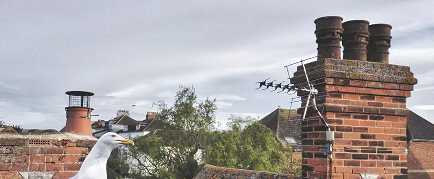 Chimney Cleaning And Restoration in Deerfield, Illinois